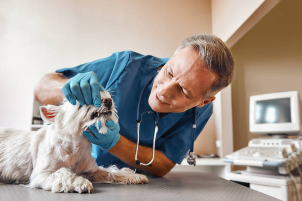 Best Emergency Tooth Extraction  in New Sarpy, LA